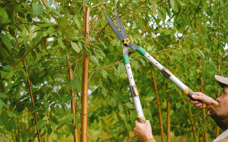 Tree trimming in Dryfork, WV
