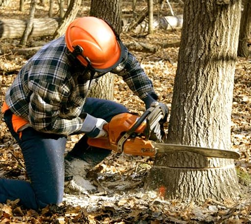 Tree Removal in Dryfork, WV